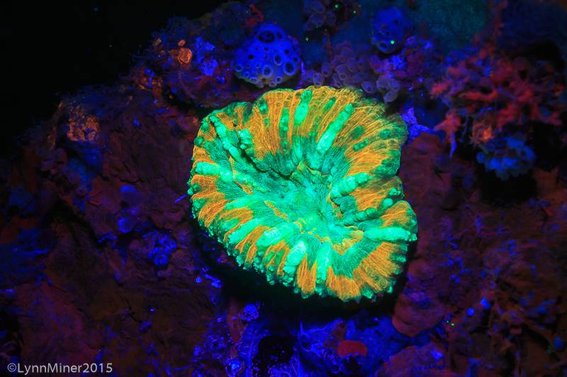 Large Flower Coral, Day Fluorescing, Palau, Rock Islands-World Herititage Site, Micronesia