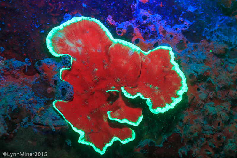 Sheet Coral, Day Fluorescing, Palau, Rock Islands-World Herititage Site, Micronesia