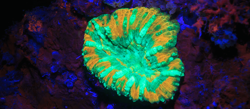 Corals produce 'dazzling' neon colours to protect themselves from