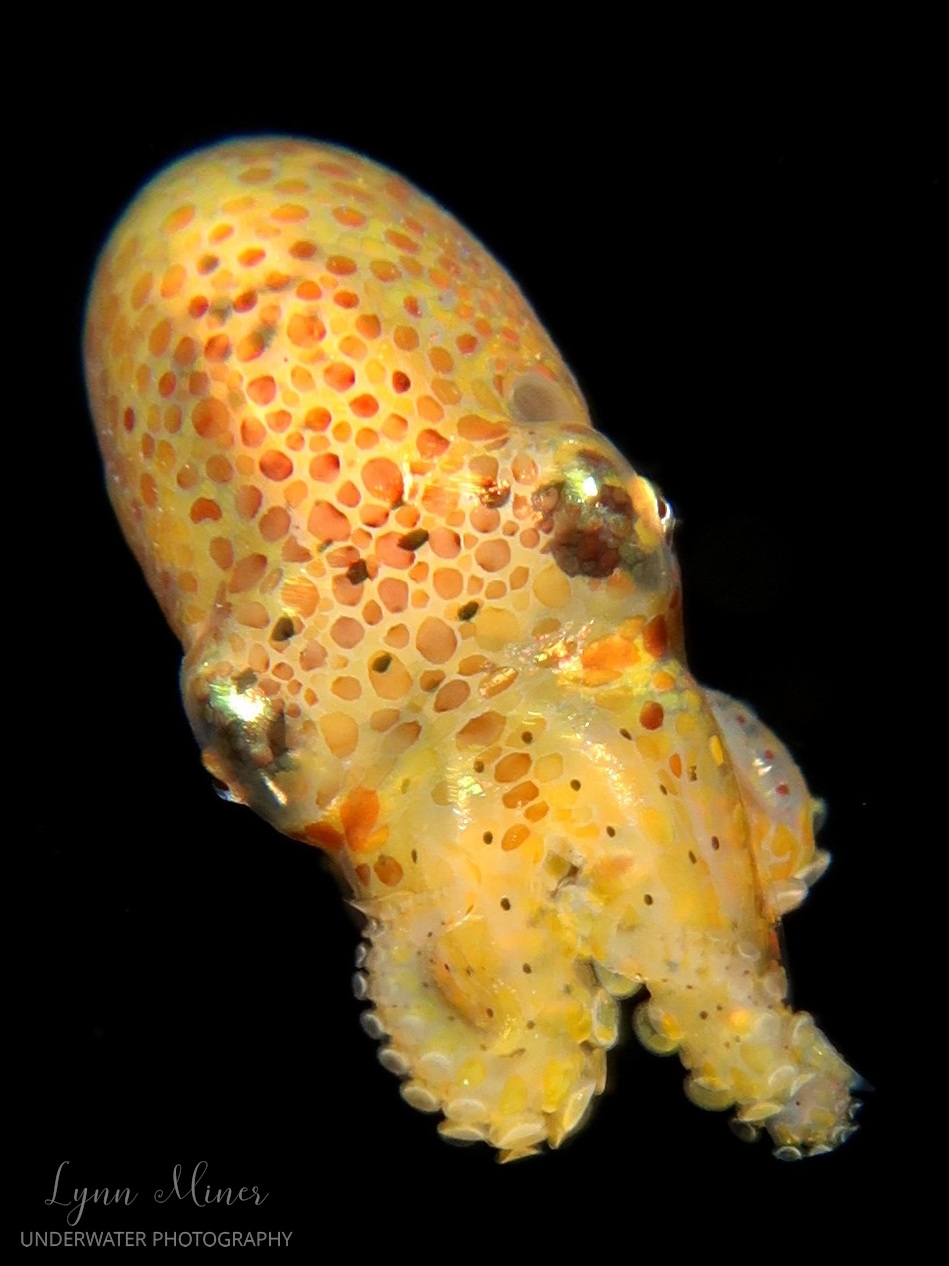 scuba diving and diving